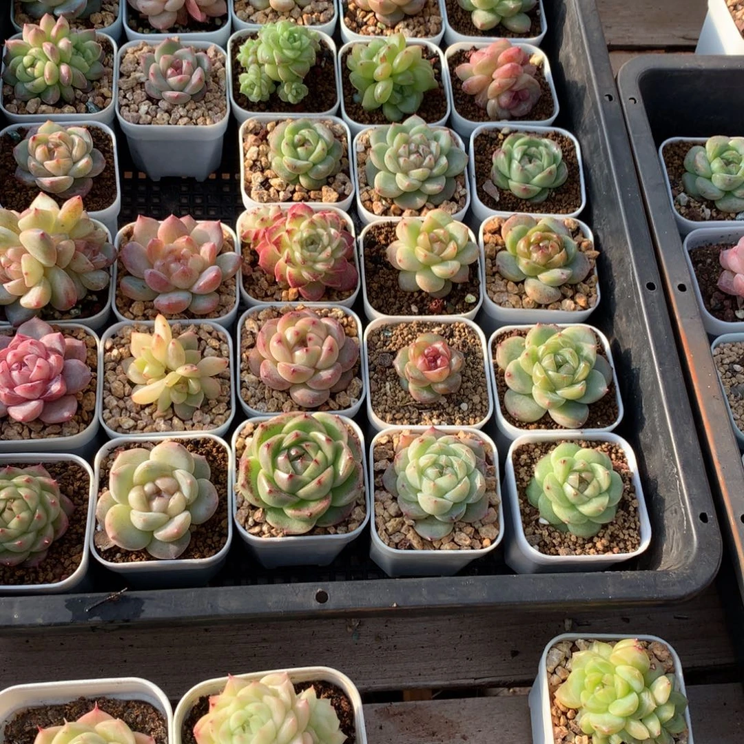 老乡。      东云杂。    专拍