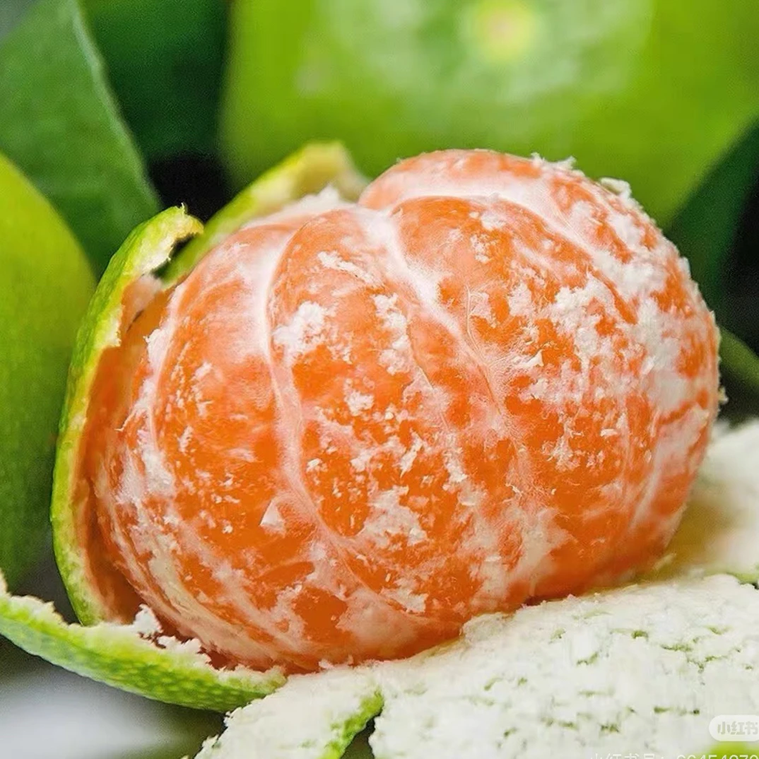 云南蜜桔甘甜多汁约五个500克高山新鲜青皮应季早熟无籽水果云南省