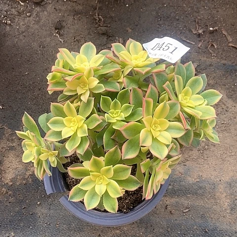 451艳日辉多肉发货叶片有黑斑