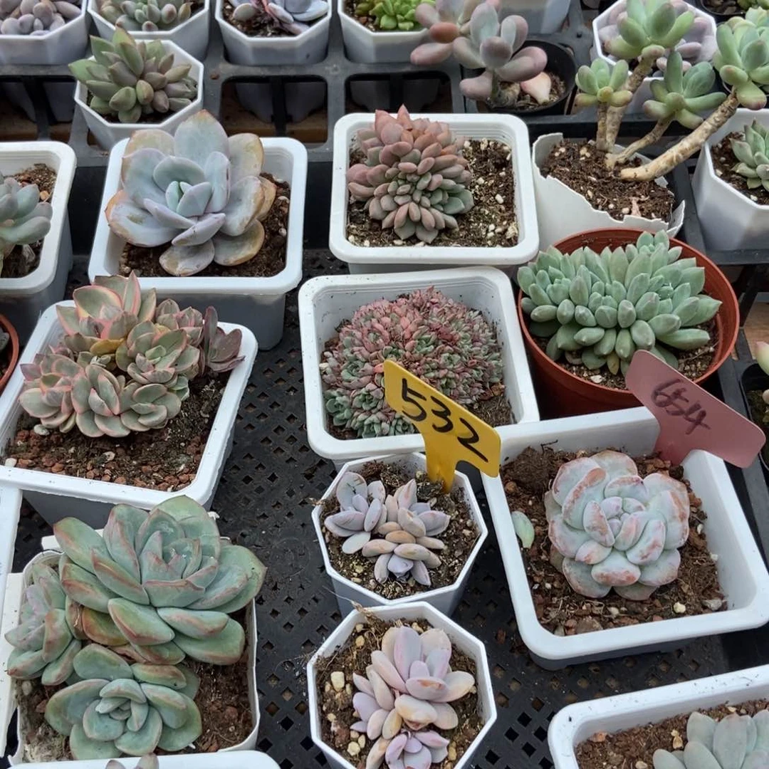 m**o532奶茶3颗多肉植物