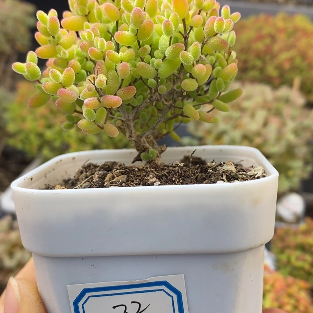 宋*一22号蜜橘糖球多肉