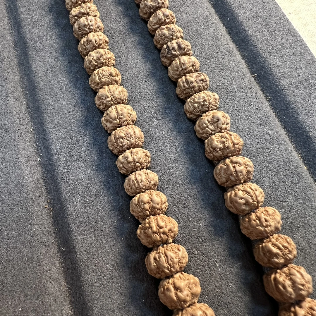 801勿里达五瓣纯血老树王尺寸9-12+刷子