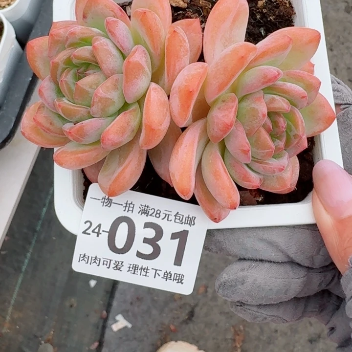 全明星无盆土发货无盆土