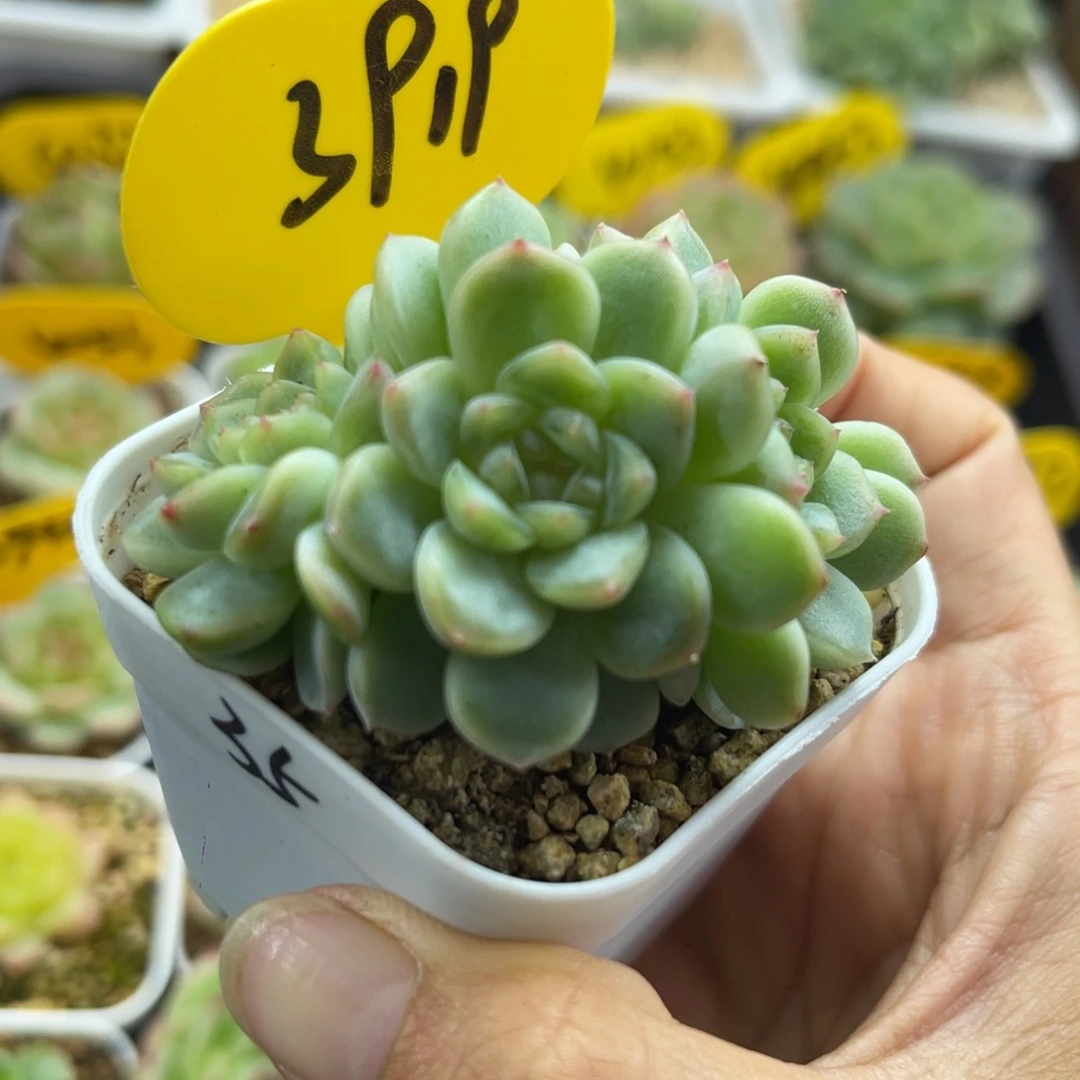 福利纸鸢朵朵群3919