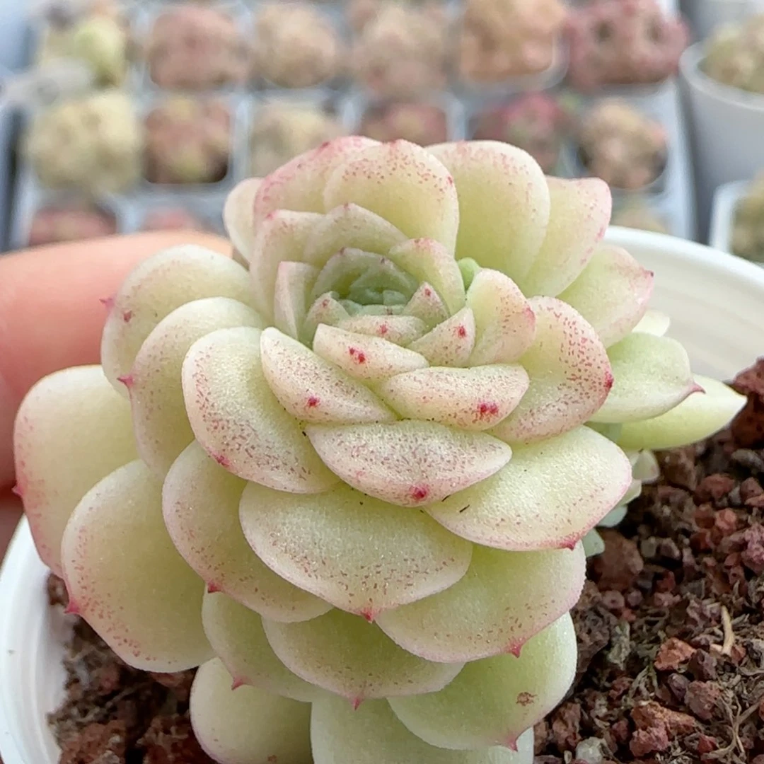 【闪购商品】0219-21优选麦杆