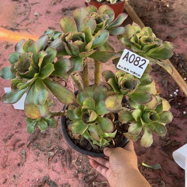 辣****君美丽多肉植物082