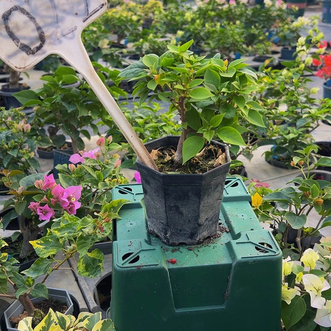 当前无花栽培后可以开花塔系盲盒大宝022