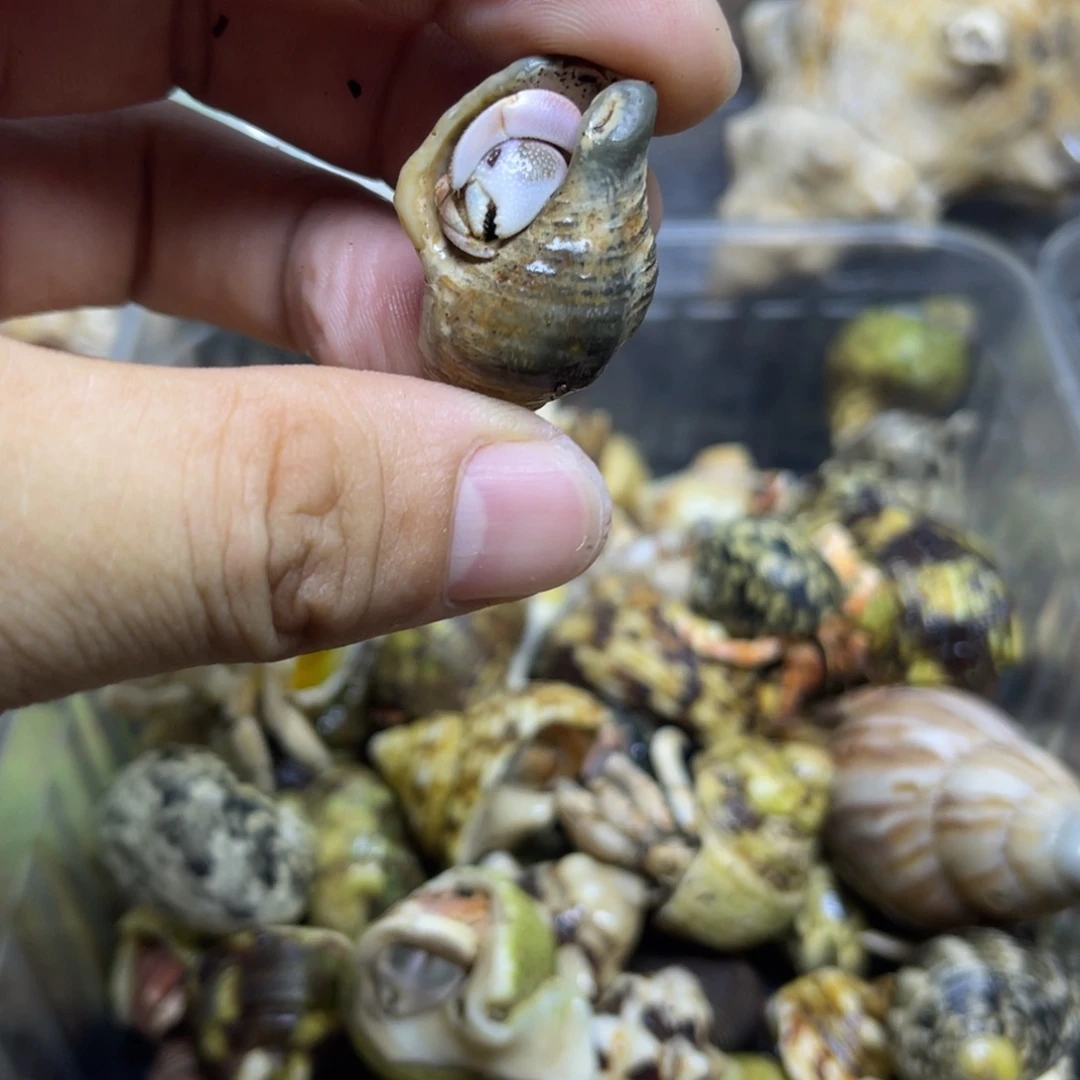 马鲁古岛灰白寄居蟹包活到家5米