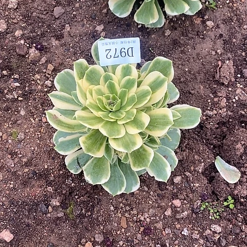 972迈巴赫多肉法师