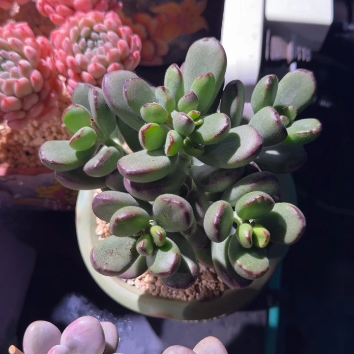 乒乓熊 群生 一物一拍