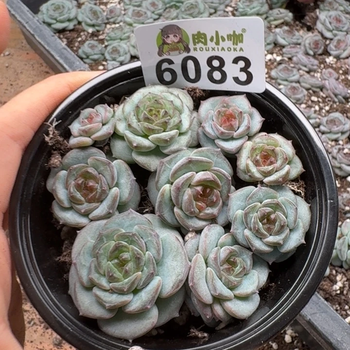 多肉植物多肉植物