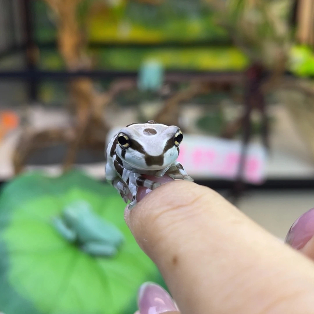 一***菜老爷树蛙牛奶宝宝一只3.3cm