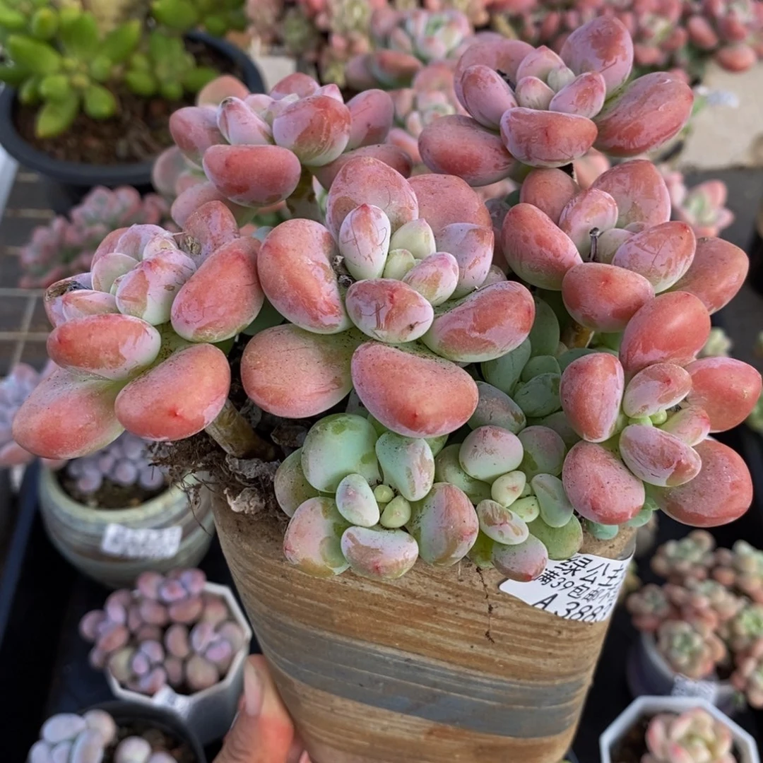 3883樱花洛神13cm多肉