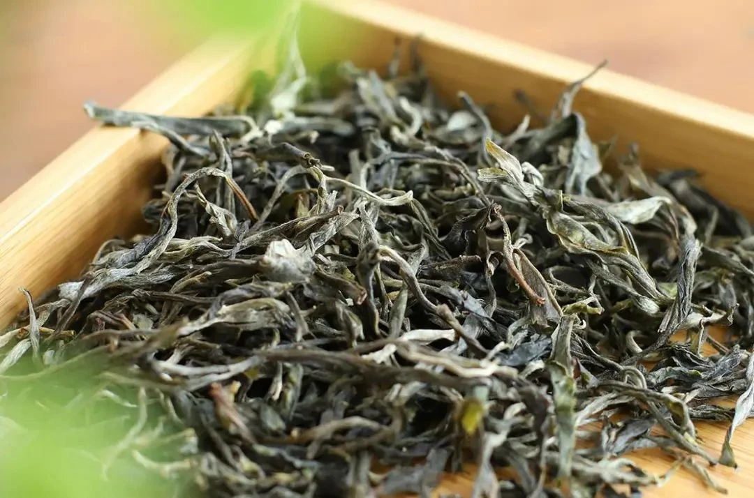 2025年白莺山白芽子（猫耳朵）古树头春250克散【晒青毛茶】