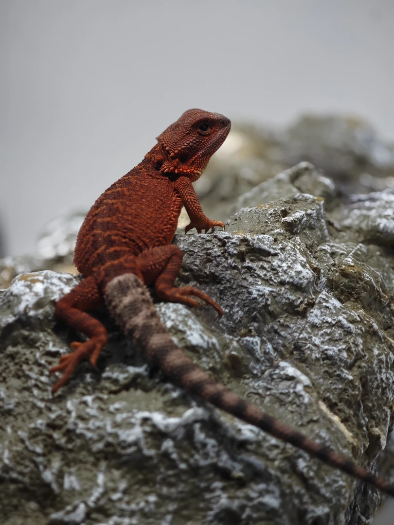 鬃狮蜥黑红果冻，满色，19公分