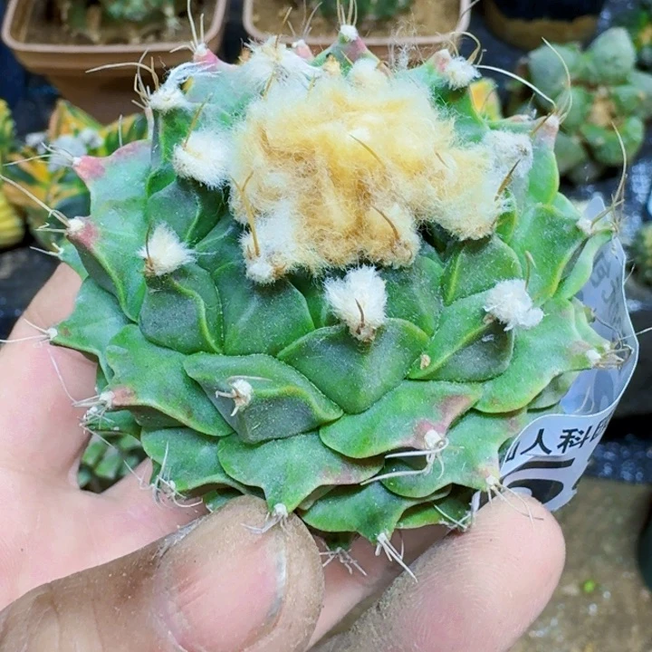福利自根帝冠584