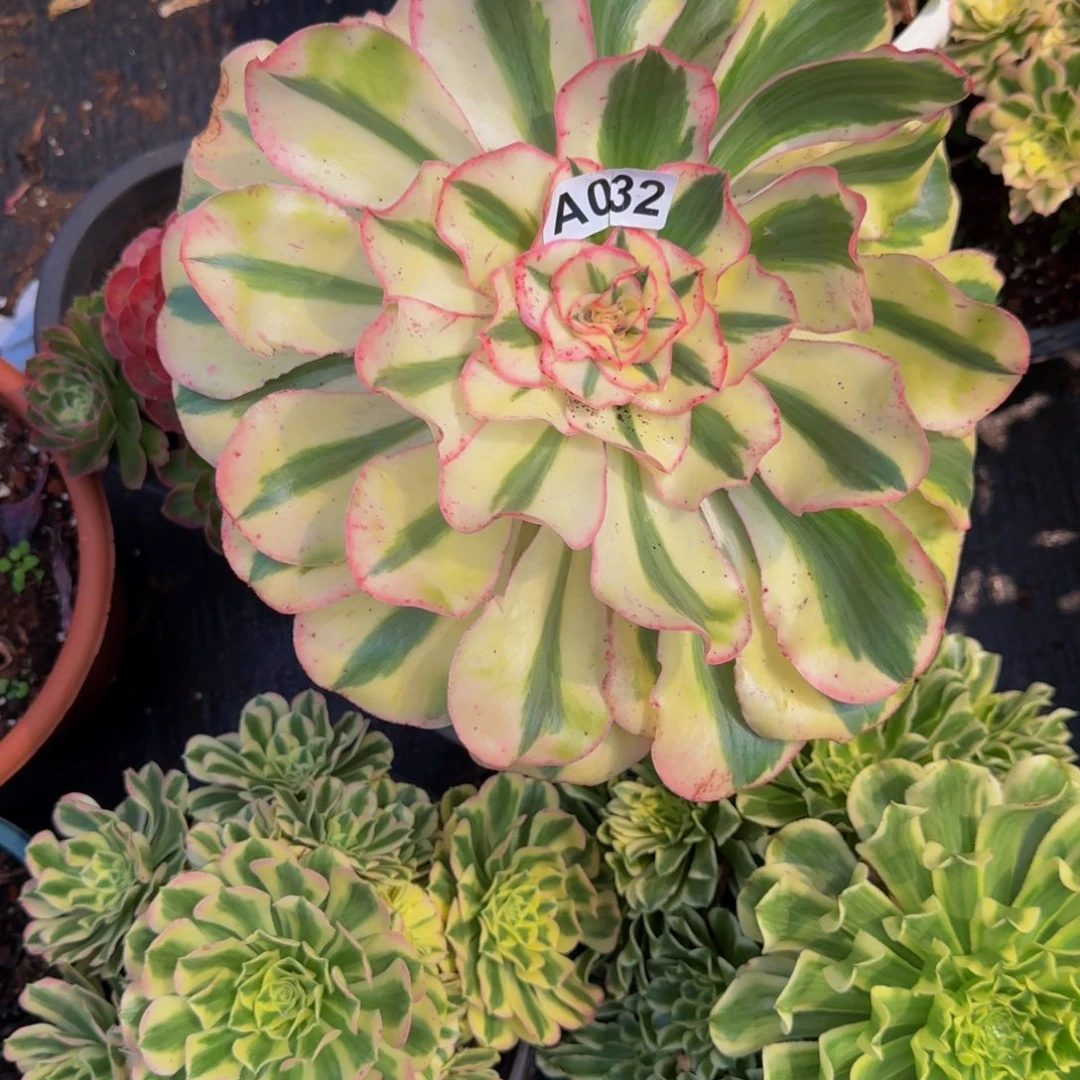 二***爷032多肉植物法师号
