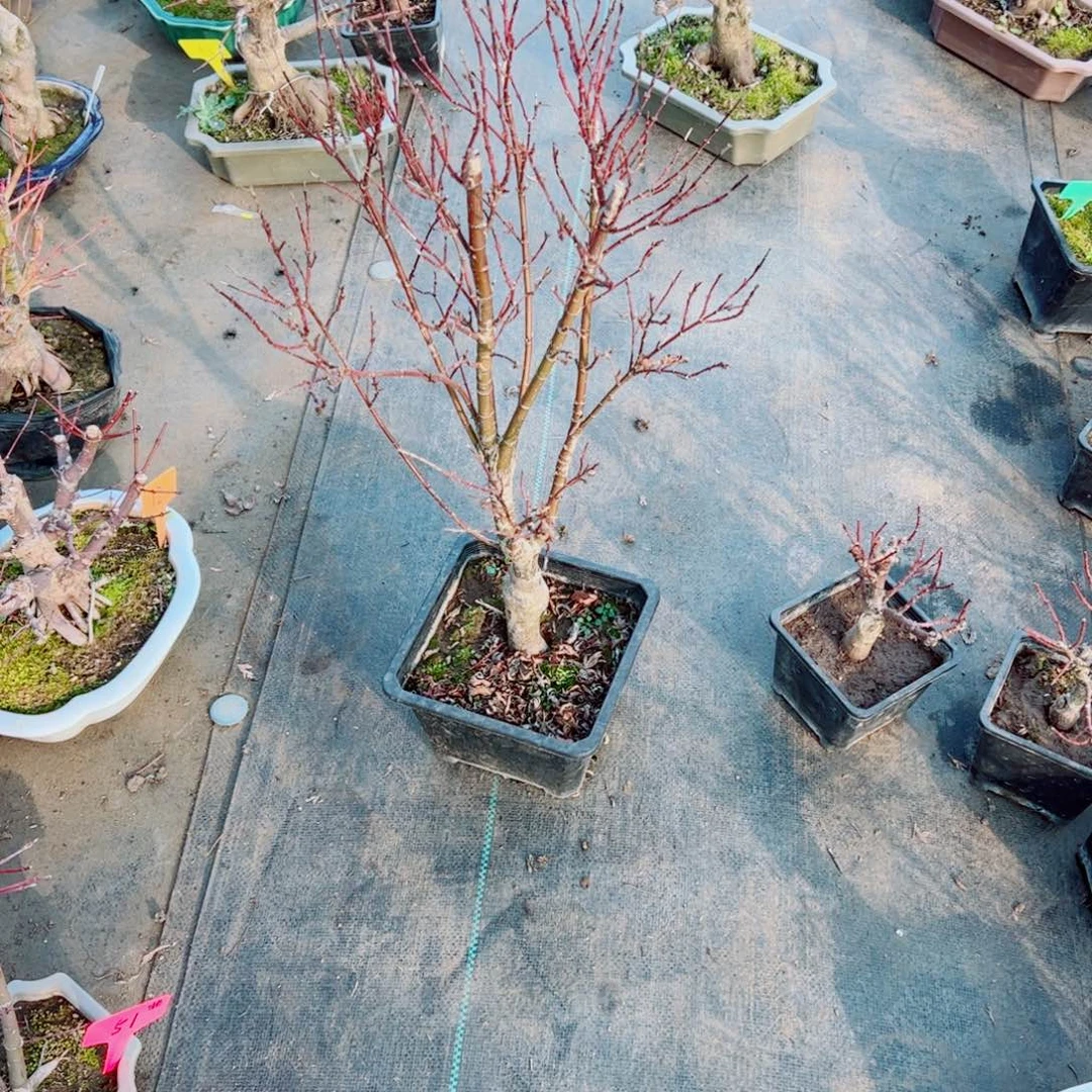 郑***头枫树枫树枫树枫树枫树