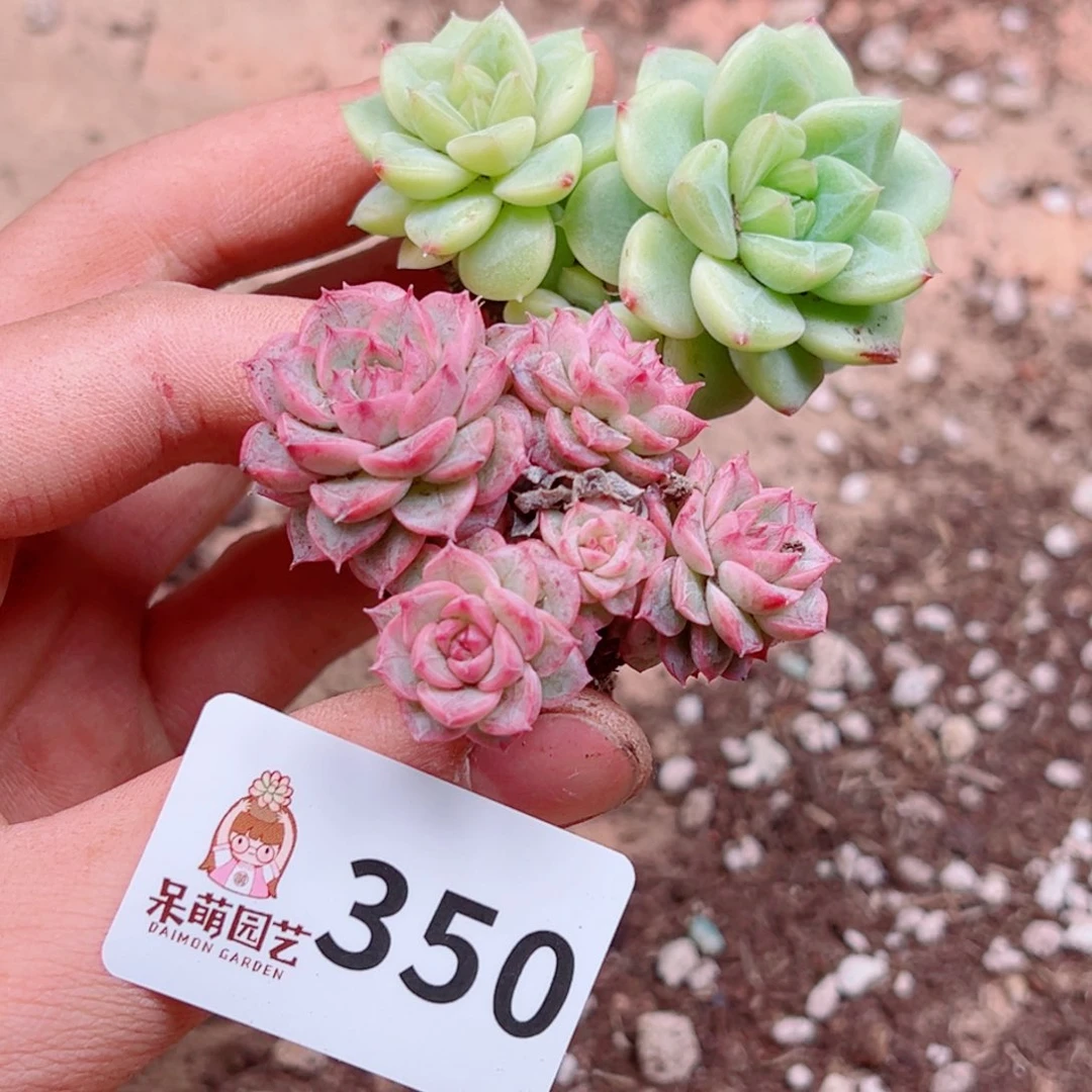 多肉植物多肉植物