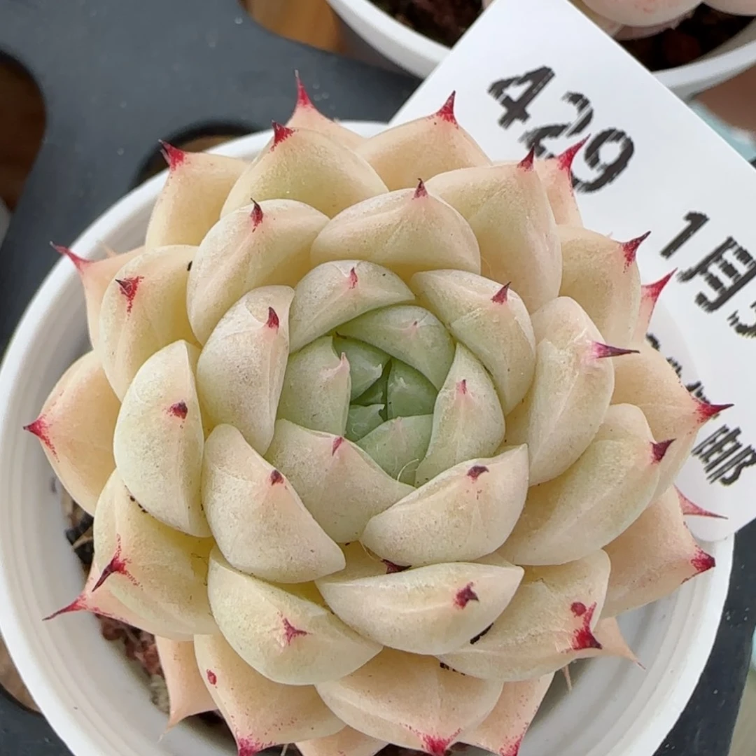 花语逸镜0131-429