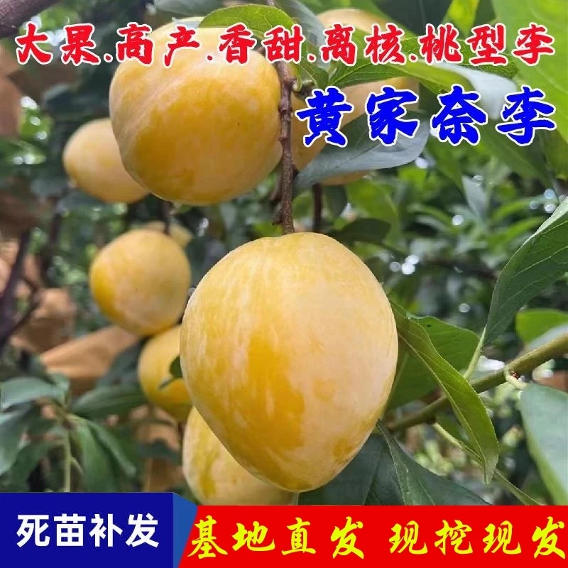 特大李树果苗嫁接黄金奈李树苗晚熟脆甜油奈李子苗盆栽南北方种植