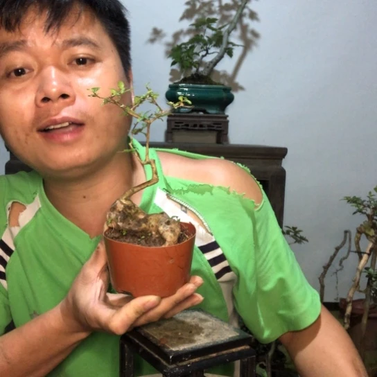 无花朵盆景盆栽植物