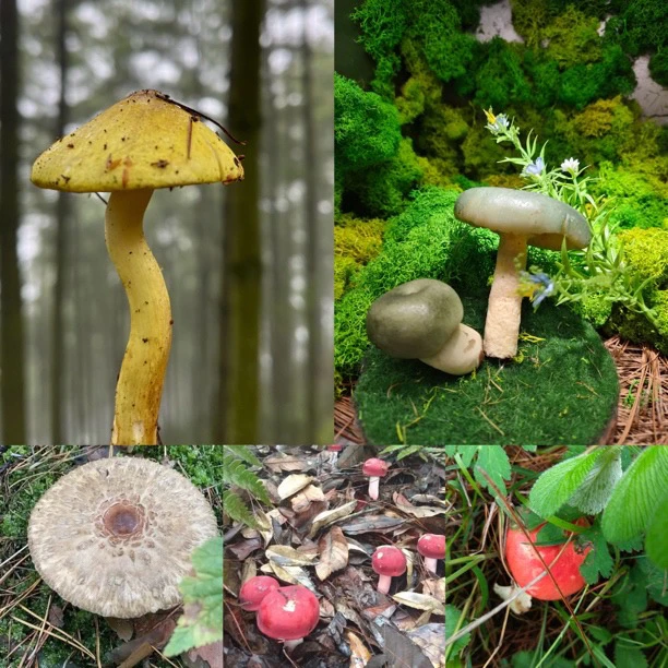 ｛土特产菇562｝净含量118g