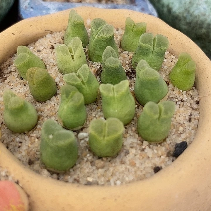 奶瓶风铃一组10颗