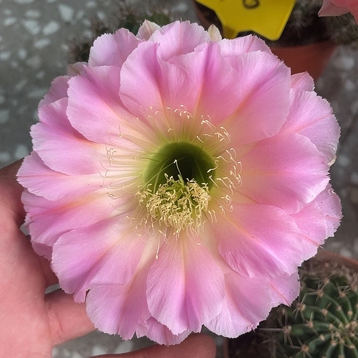 王***娟118号摘花脱土发货