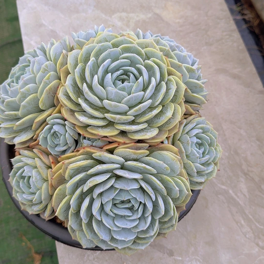 劳林多肉植物保护。