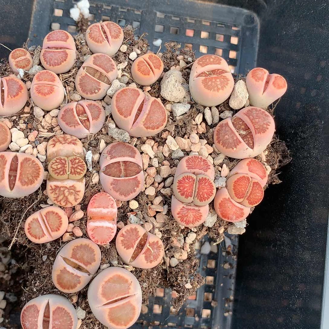 深***觉C712多肉植物保护研究所