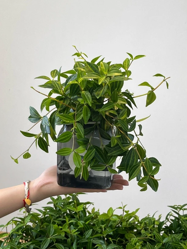 翡翠吊兰盆栽室内绿植四季常青净化空气好养活