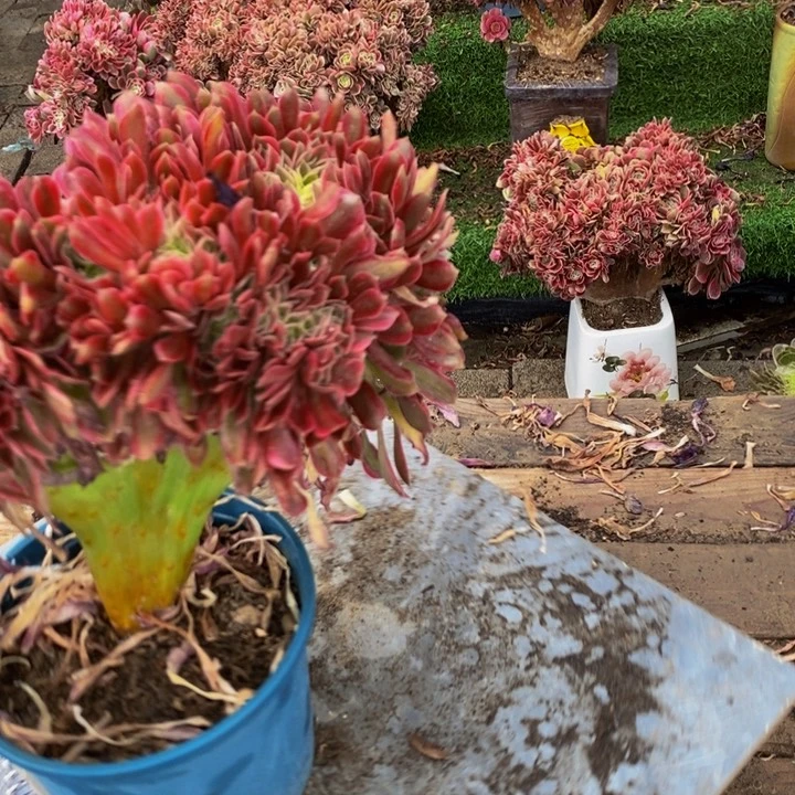 晴*格女神一颗多肉植物