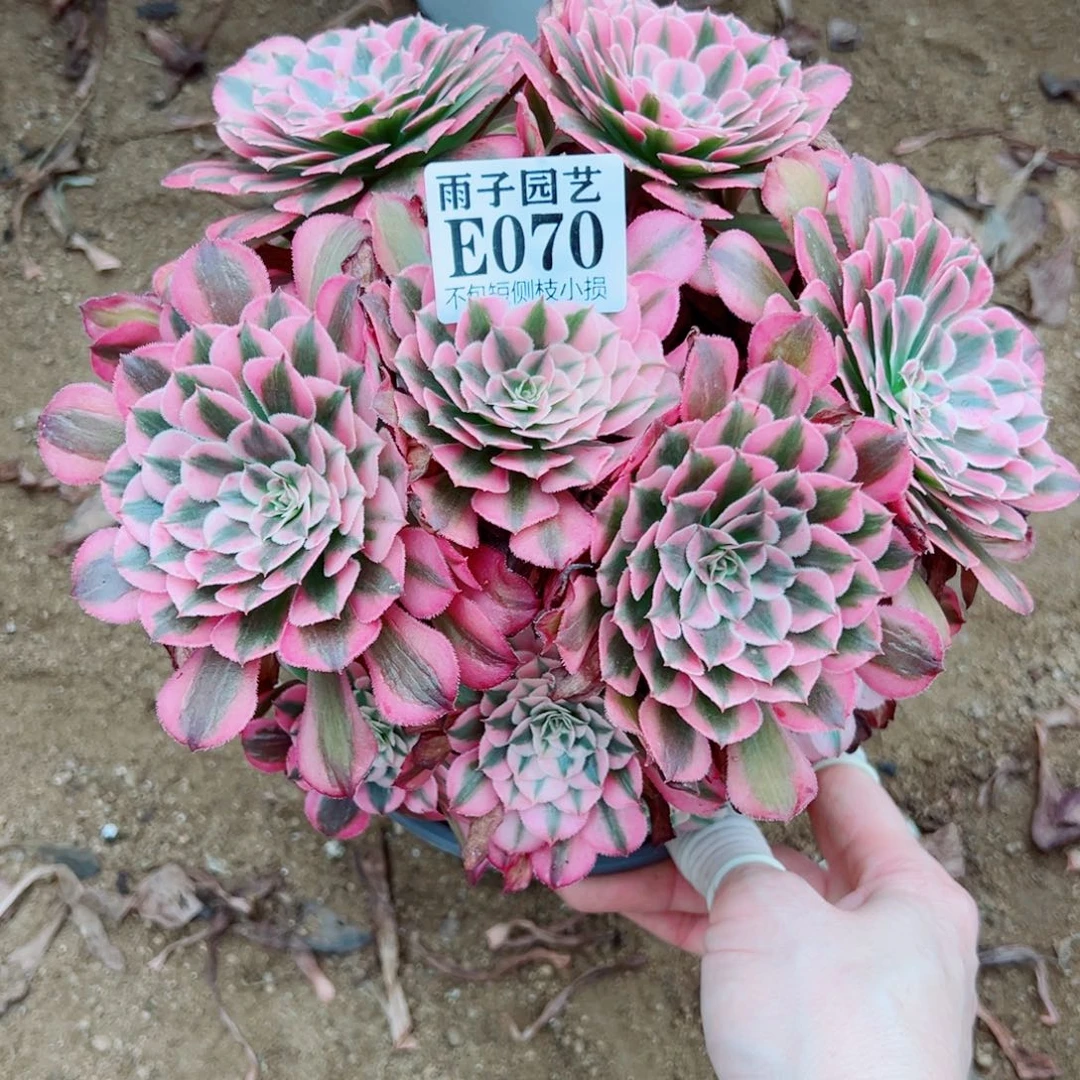 070红彤白尺寸20左右