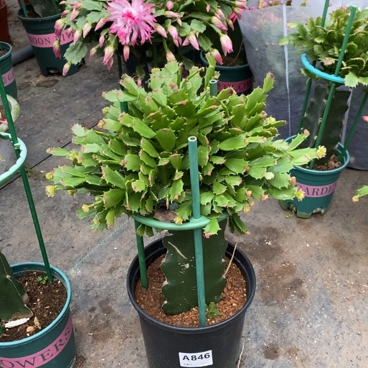 当前无花栽培后可以开花用****2846嫁接050