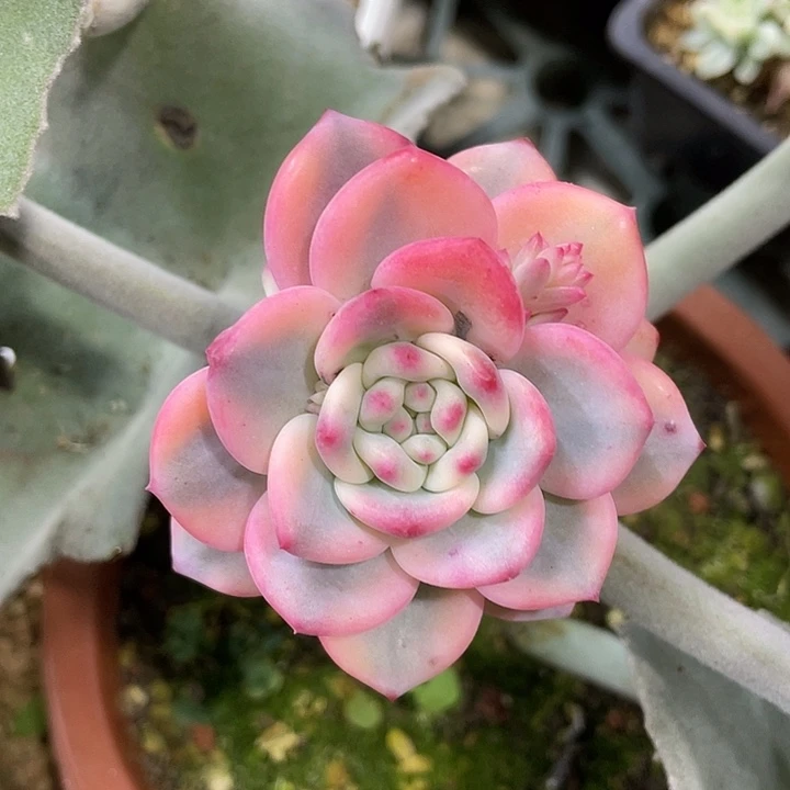 爱丽尔锦一物一拍锦龙