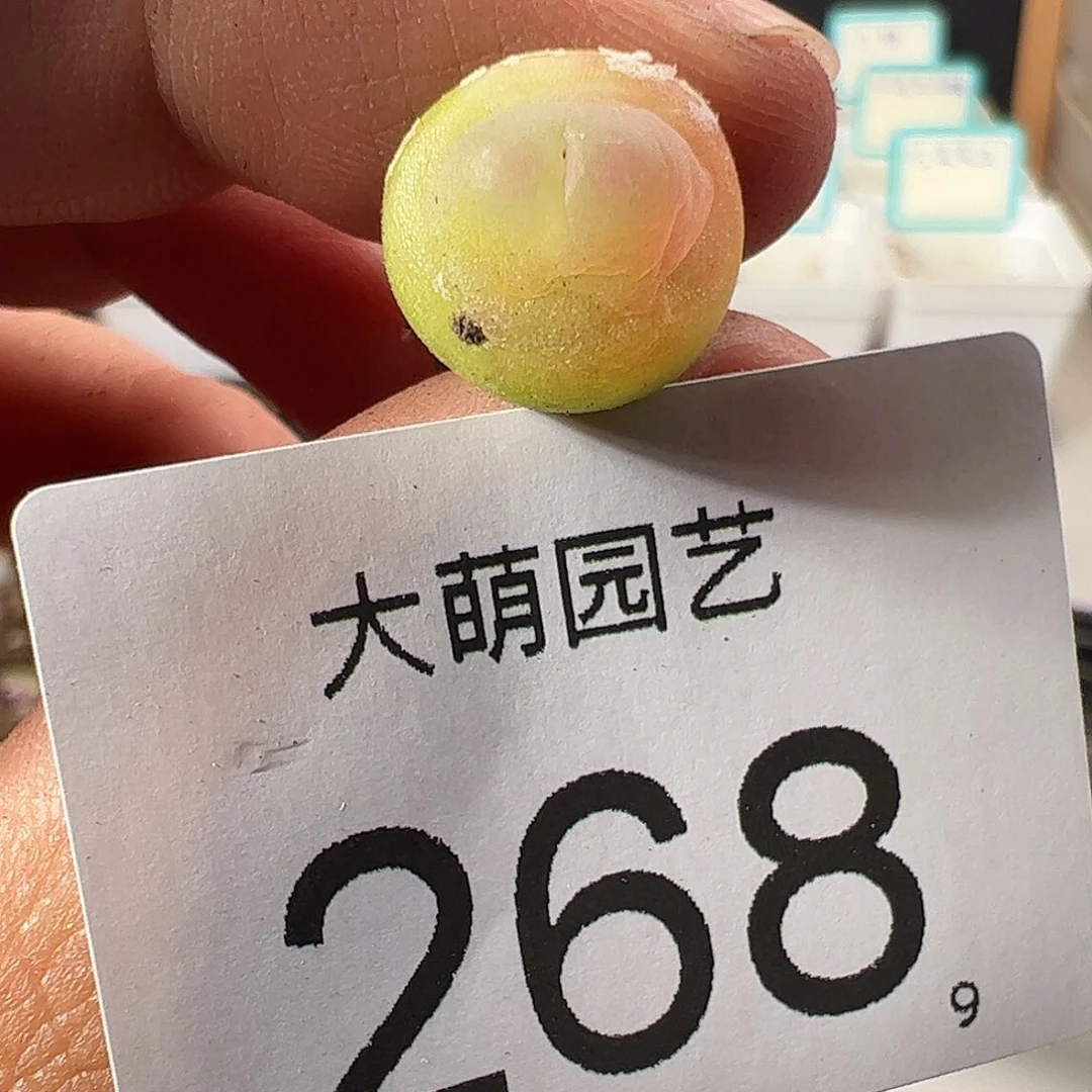 0000268 一物一拍……