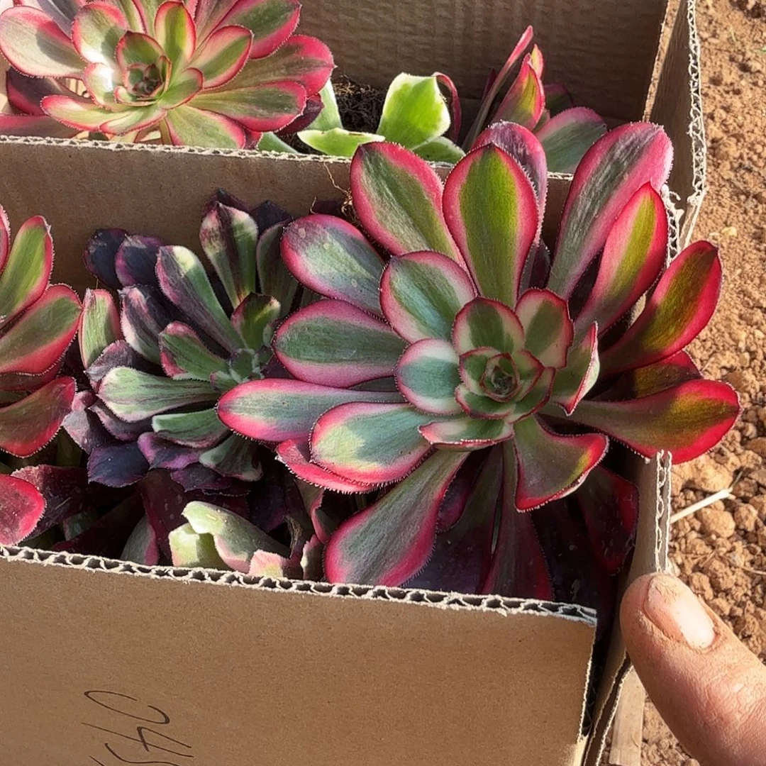 满满一箱子打底11棵包邮