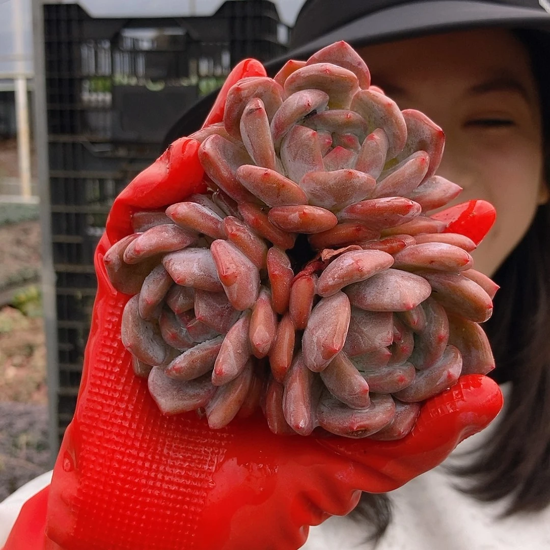 星影三头白盆随机福利