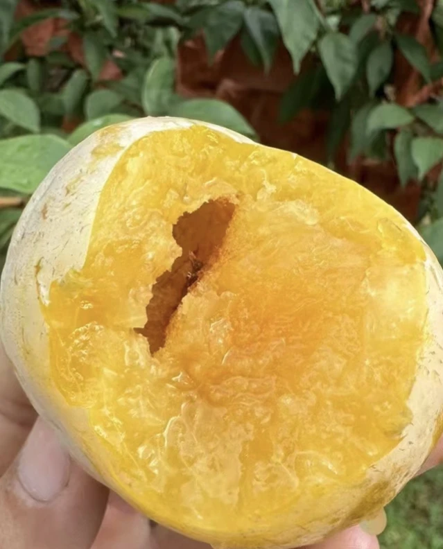 正宗湖南郴州汝城文明黄金奈李子新鲜现摘现发应季孕妇水果脱骨李