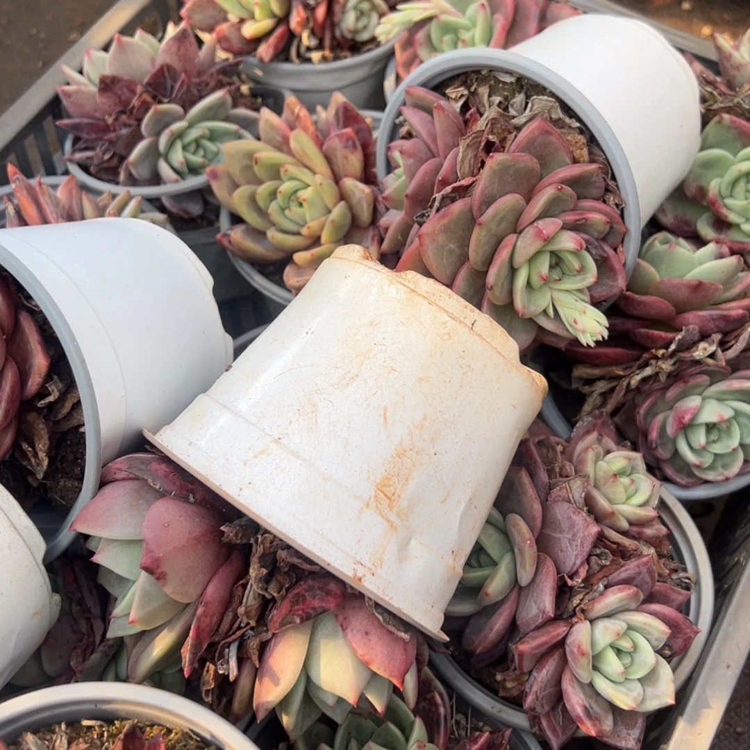 多肉植物夜魔侠三个