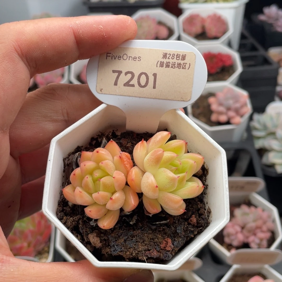 晴空珍妮7201-5.5厘米