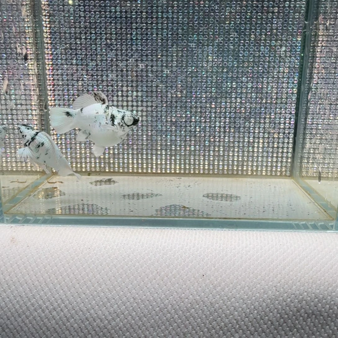 黑玛丽鱼11 水墨种鱼