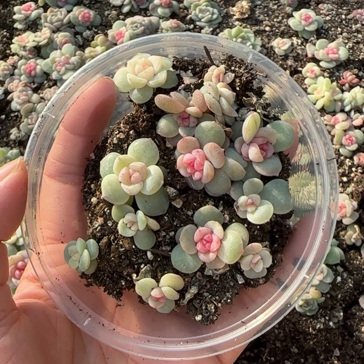 尘***c21号绝绝子多肉植物