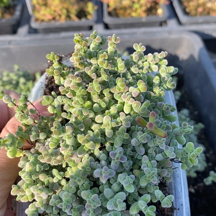 好***的无花朵137莱斯切糕。