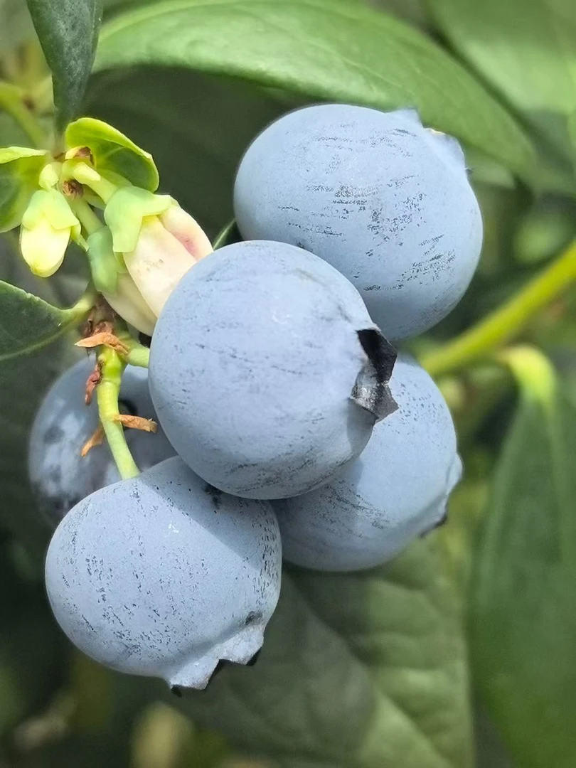 云南花香蓝莓现摘现发云南基地直发空运发货ZJ