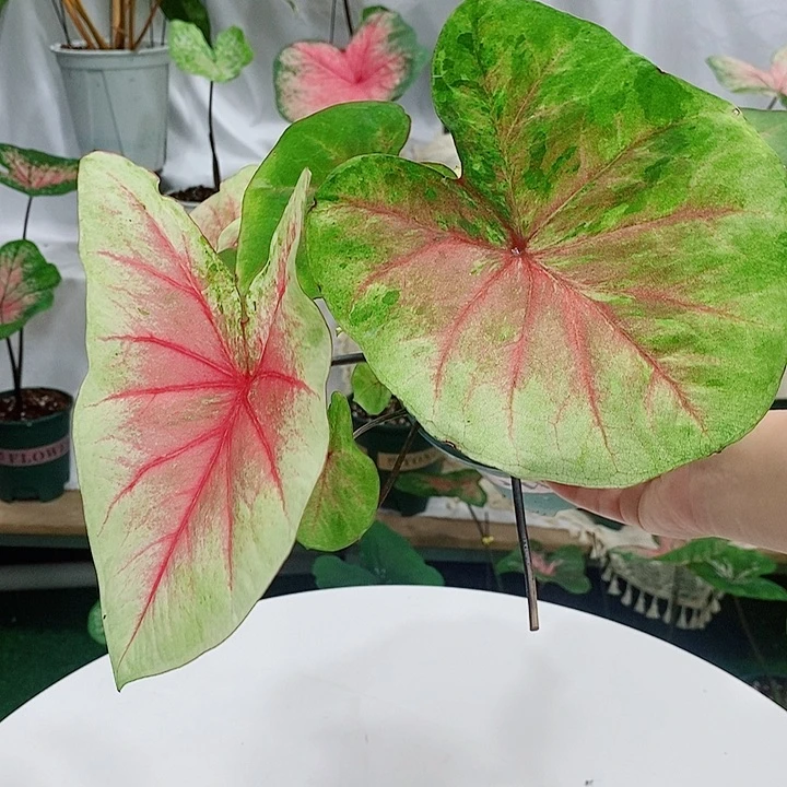 完全开放07——1026