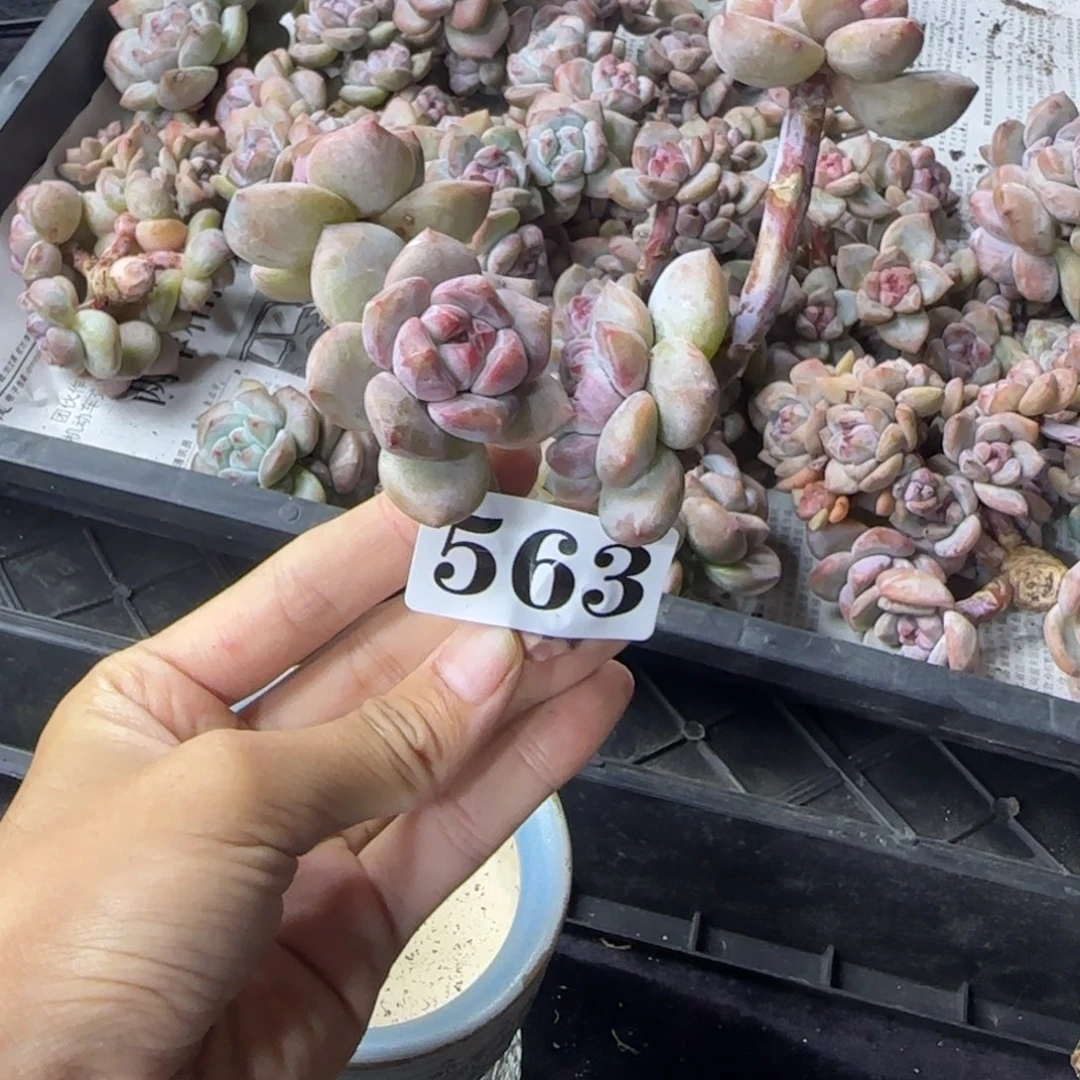 星影4头无根一物一拍563