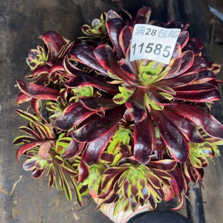 11585欧嘉莉多肉植物