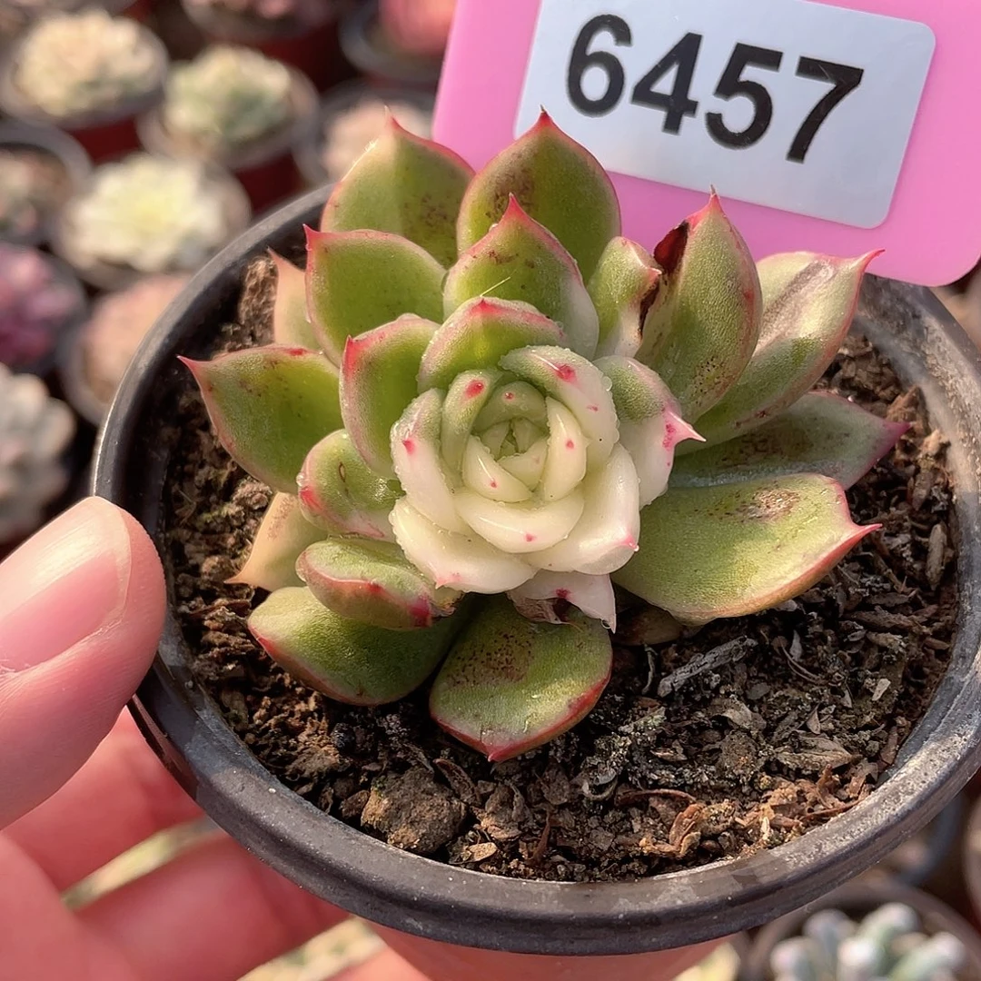 仙子偏锦微瑕6457号